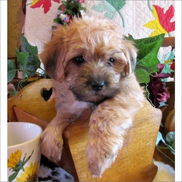 yorkie-poo-puppies-for-sale-in-michigan