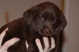 islandpuppies reviews,island puppies reviews,island puppies, islandpuppies, reviews, long island puppy store reviews,